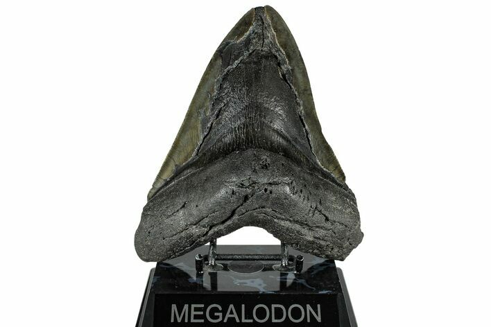 Bargain, Fossil Megalodon Tooth - Giant River Meg #325243